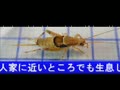 虫の声〜カネタタキ