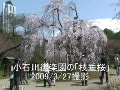 小石川後楽園の「枝垂桜」