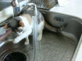 水遊び猫　はな