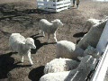グリーン牧場の羊